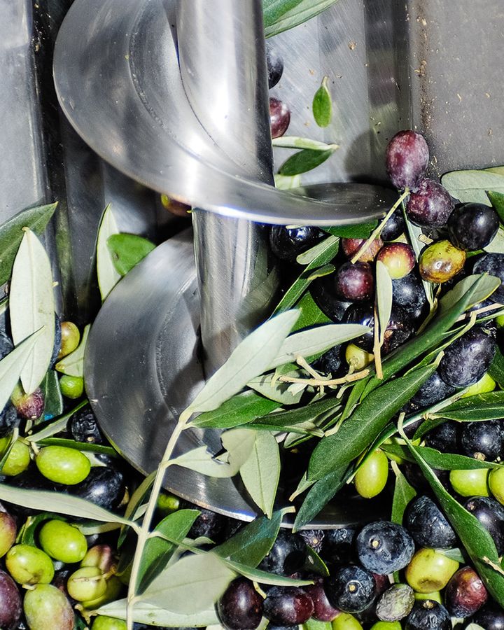 Olive appena raccolte che passano nella coclea d'acciaio di un frantoio