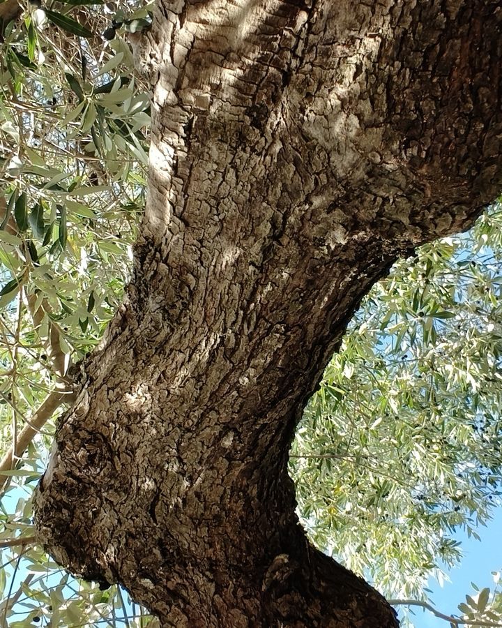 Il tronco ritorto di un olivo visto dal basso